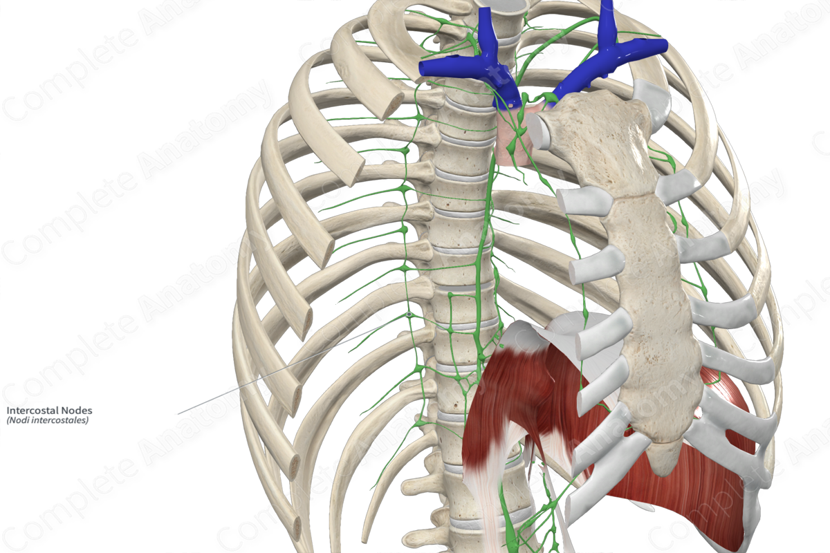 Intercostal Nodes 