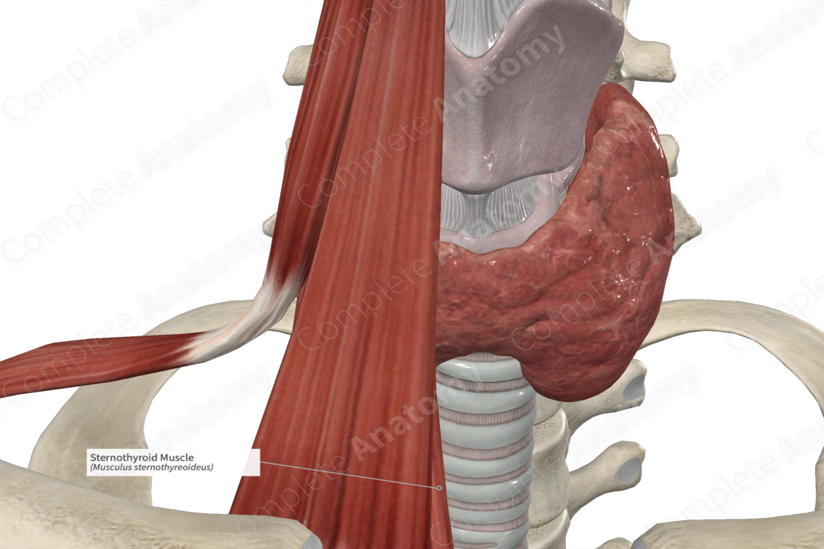 Sternothyroid Muscle 