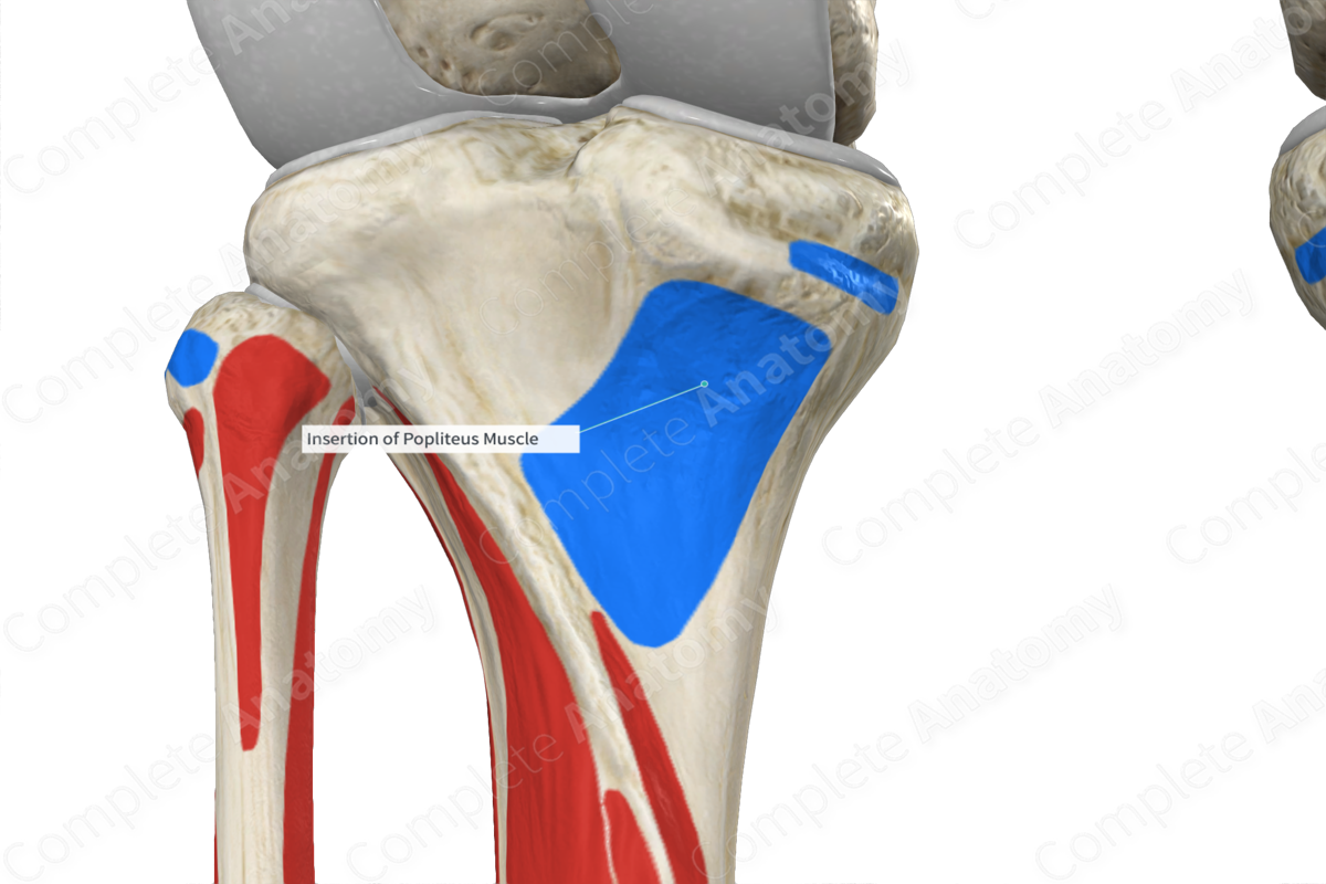 insertion-of-popliteus-muscle-complete-anatomy