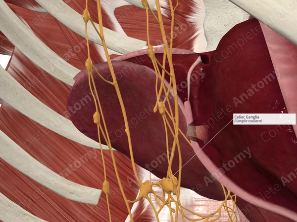 Celiac Ganglia