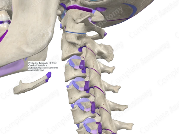 Posterior Tubercle of Third Cervical Vertebra (Right)