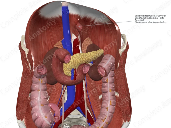 Longitudinal Muscular Layer of Esophagus (Abdominal Part; Anterior)