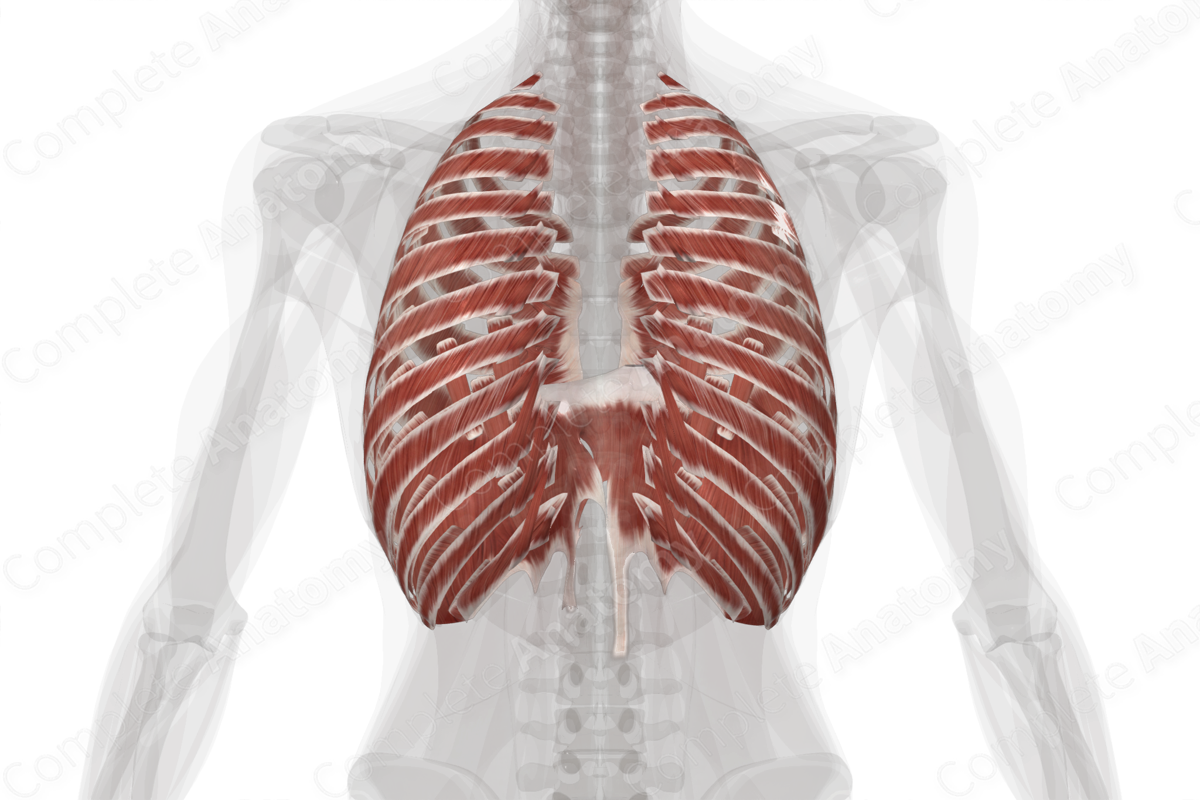 Muscles of Thorax