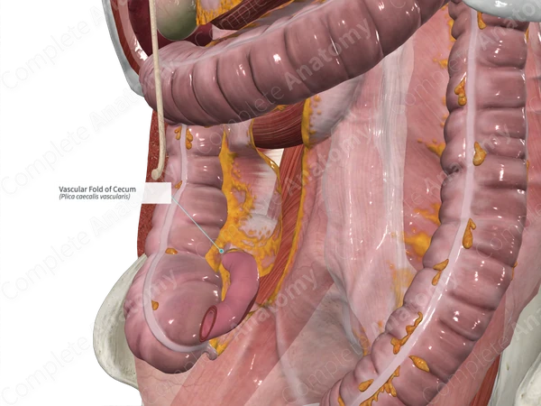 Vascular Fold of Cecum