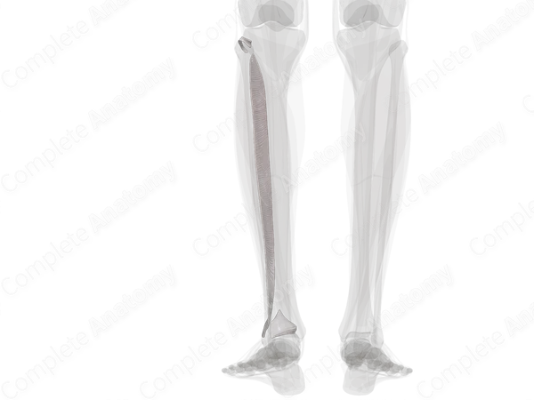 Tibiofibular Joints (Left)