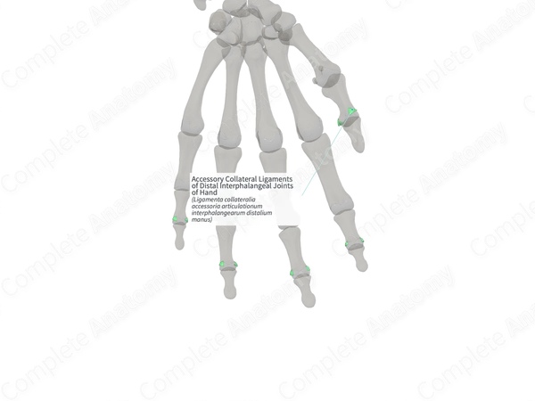 Accessory Collateral Ligaments of Distal Interphalangeal Joints of Hand (Right)