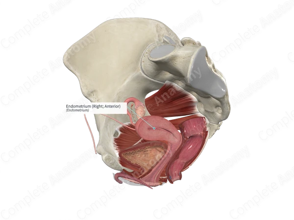 Endometrium (Right; Anterior)