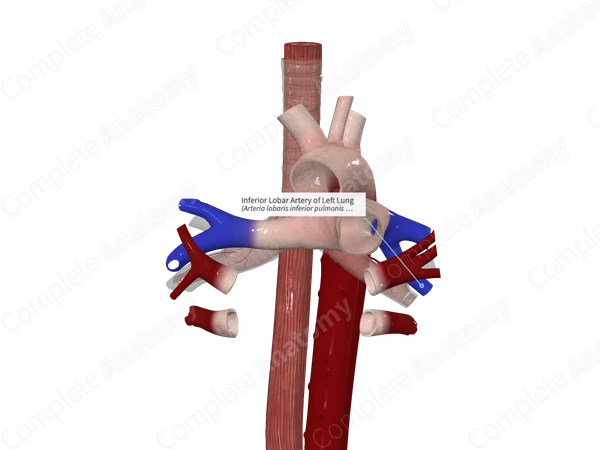Inferior Lobar Artery of Left Lung