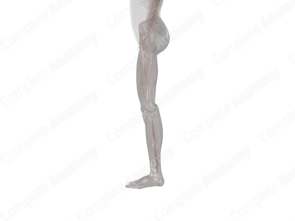 Fasciae of Lower Limb (Left)