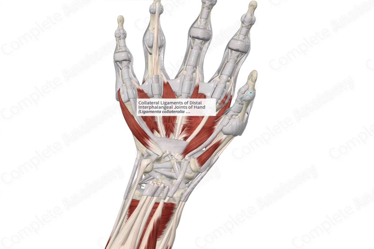 Collateral Ligaments of Distal Interphalangeal Joints of Hand 