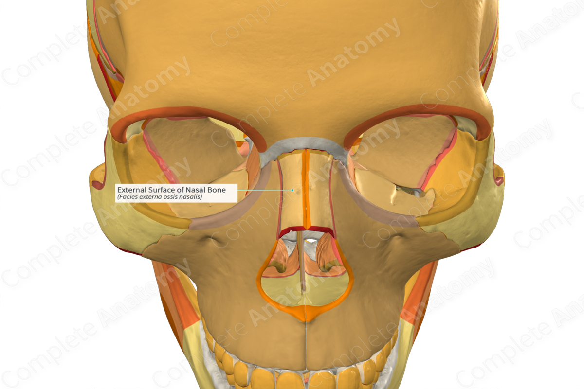 External Surface of Nasal Bone