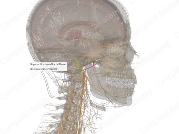 Superior Division of Facial Nerve (Left)