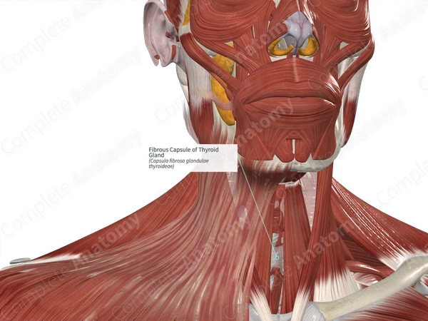 Fibrous Capsule of Thyroid Gland