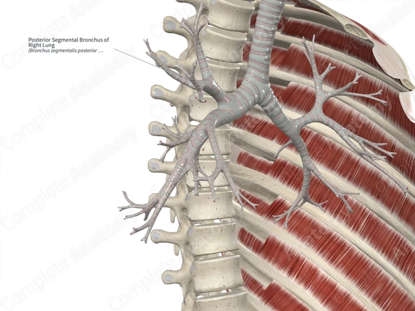 Posterior Segmental Bronchus of Right Lung