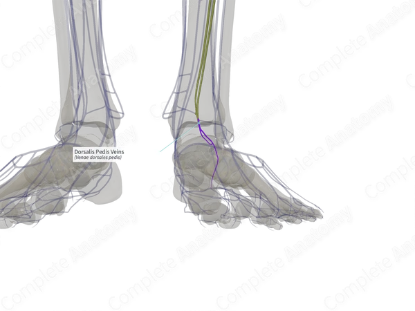 Dorsalis Pedis Veins (Left)