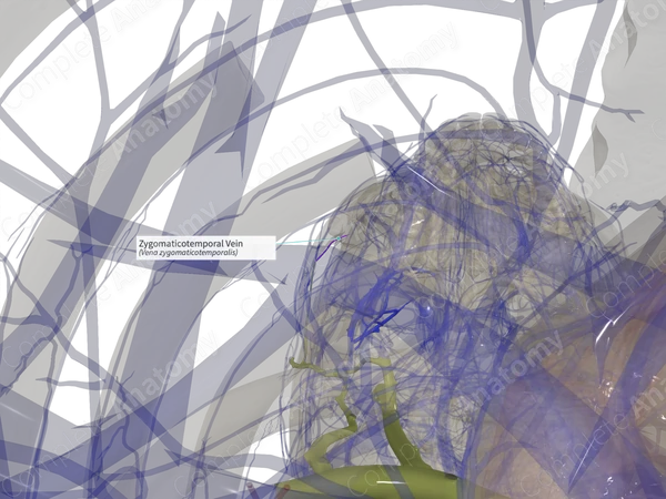 Zygomaticotemporal Vein (Right)