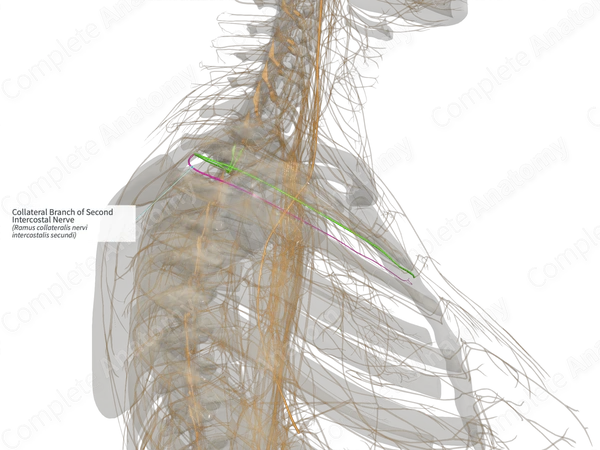Collateral Branch of Second Intercostal Nerve (Left)