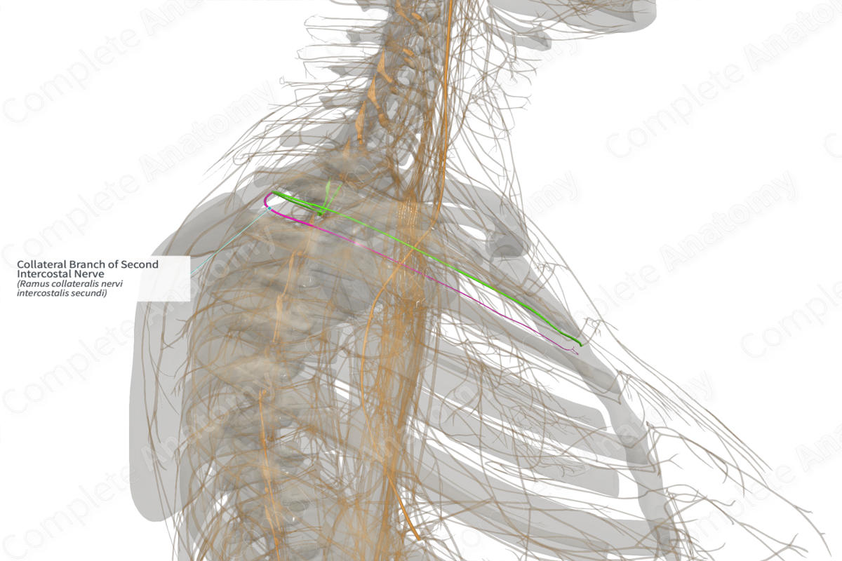 Collateral Branch of Second Intercostal Nerve (Left)