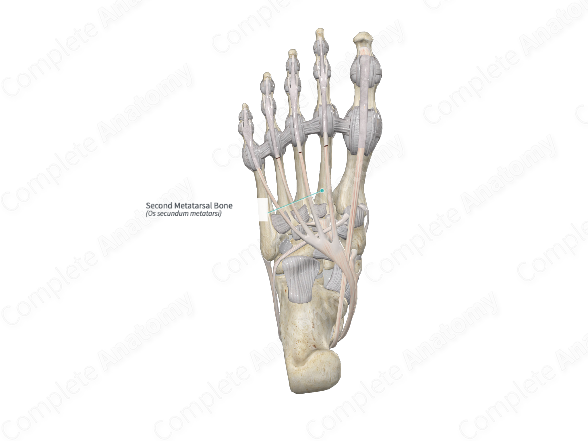 Second Metatarsal Bone | Complete Anatomy