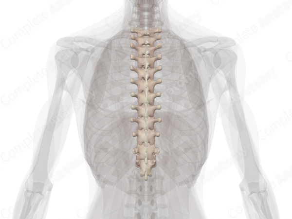 Thoracic Vertebrae