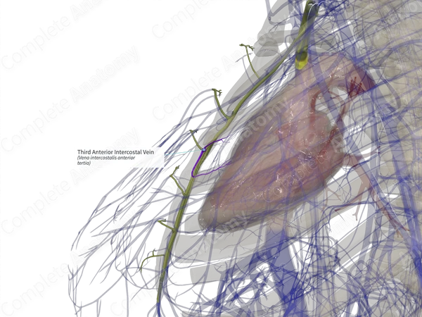 Third Anterior Intercostal Vein (Left)