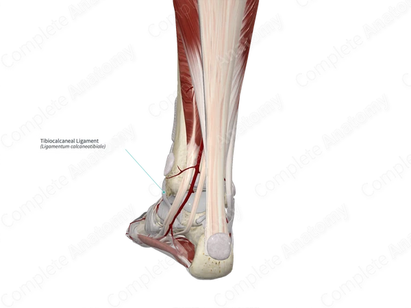 Tibiocalcaneal Ligament 