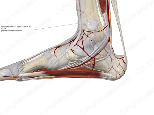 Inferior Extensor Retinaculum of Ankle