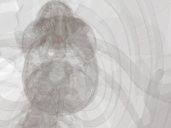 Ligaments of Auditory Ossicles (Left)