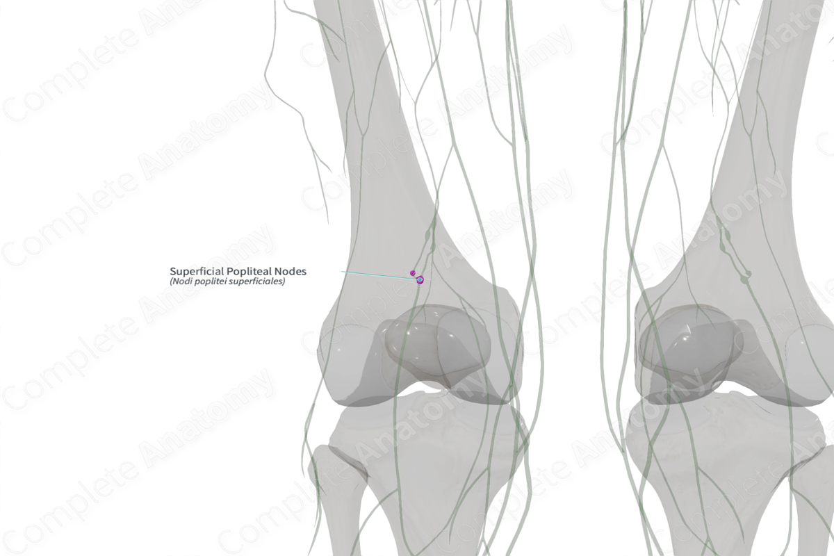 Superficial Popliteal Nodes (Right)