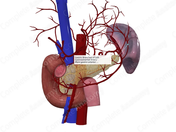 Gastric Branches of Left Gastroomental Artery