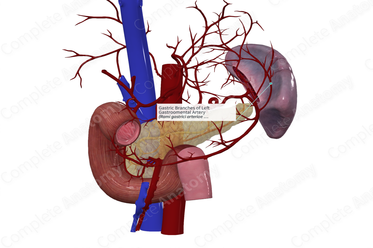 Gastric Branches of Left Gastroomental Artery