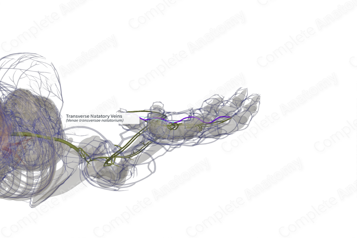 Transverse Natatory Veins (Left)