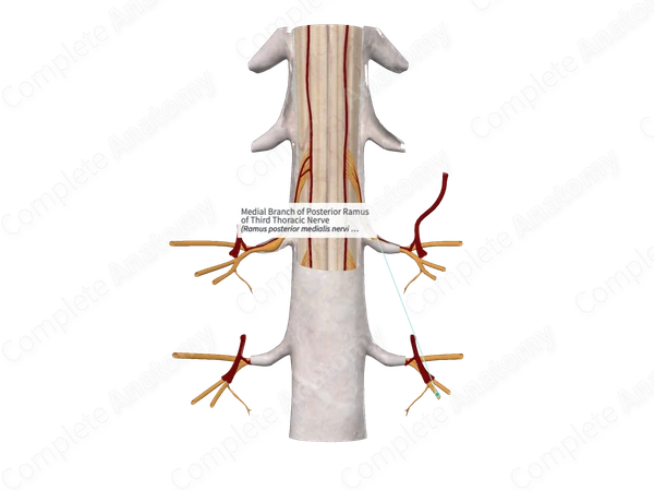 Medial Branch of Posterior Ramus of Third Thoracic Nerve 