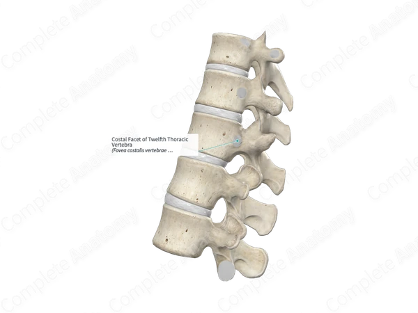 Costal Facet of Twelfth Thoracic Vertebra