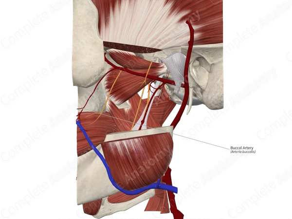 Buccal Artery