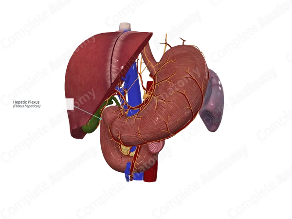 Hepatic Plexus