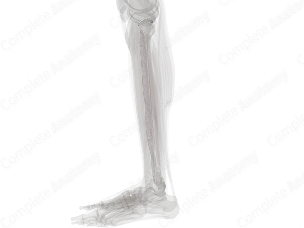 Tibiofibular Joints (Left)