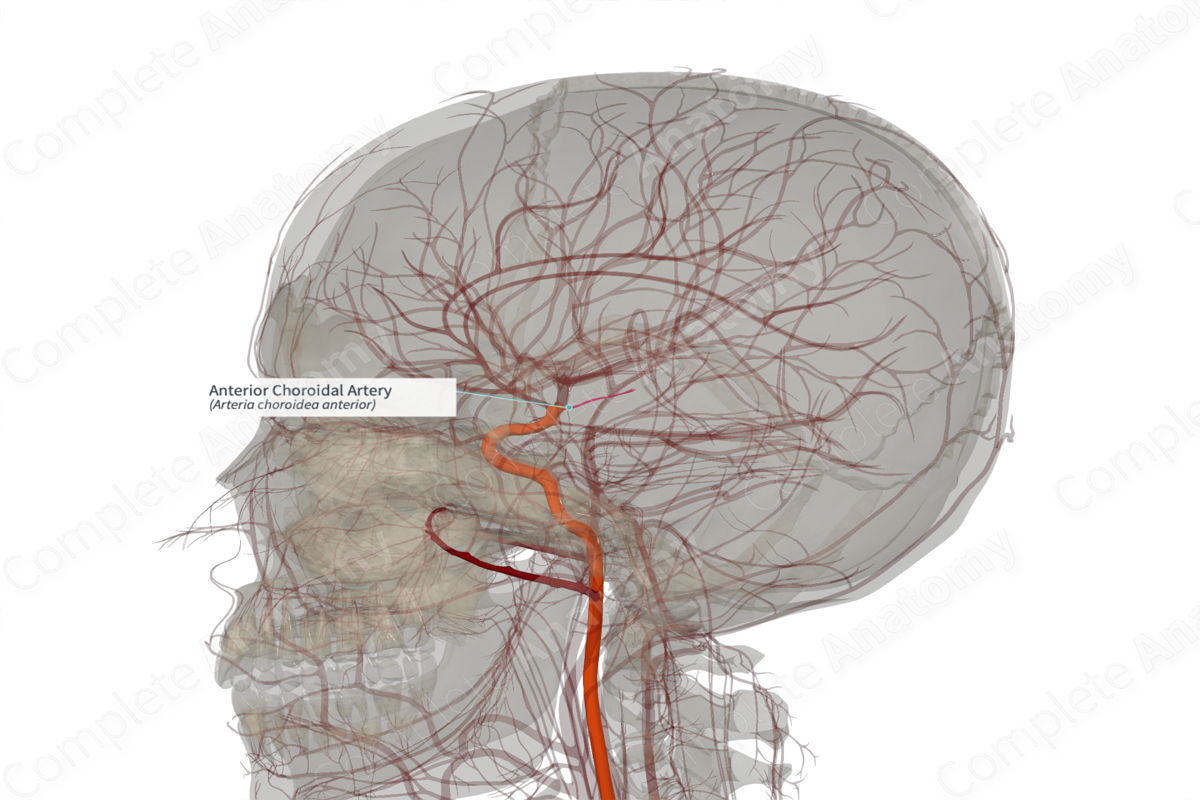 Anterior Choroidal Artery (Right)