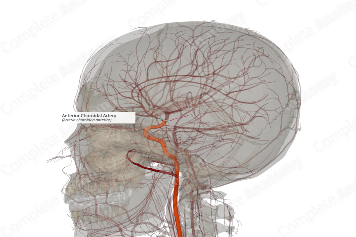 Anterior Choroidal Artery (Right) | Complete Anatomy