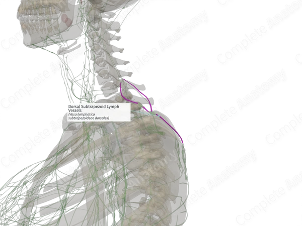 Dorsal Subtrapezoid Lymph Vessels (Right)
