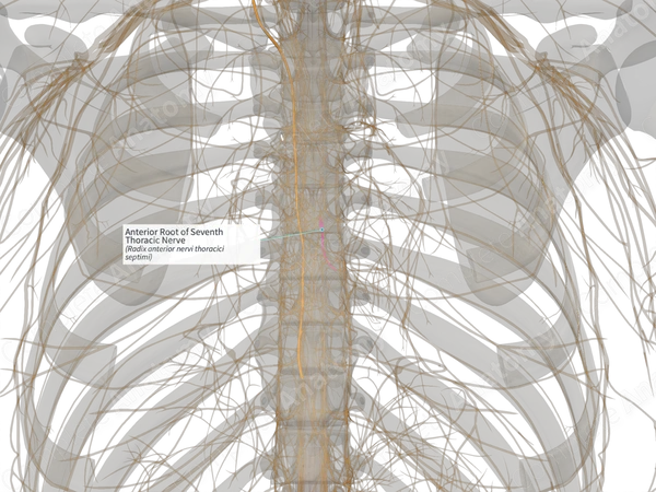 Anterior Root of Seventh Thoracic Nerve (Left)