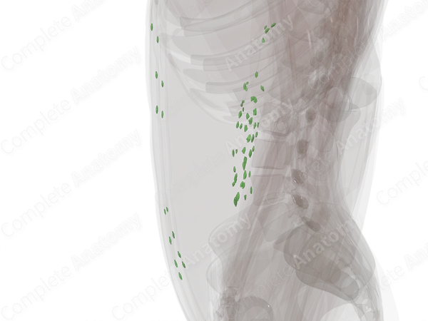Parietal Abdominal Lymph Nodes