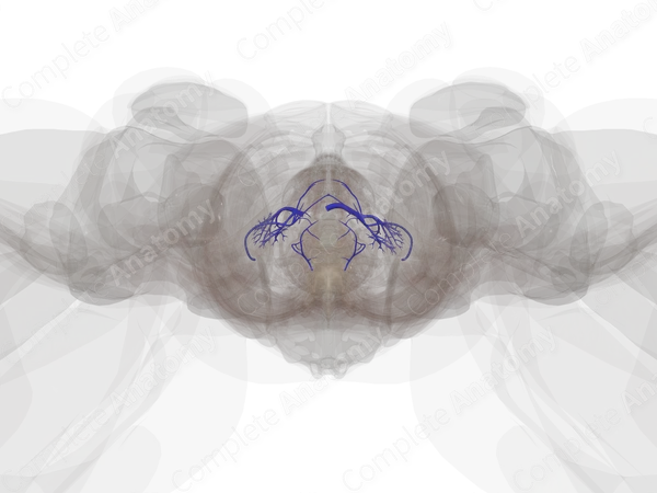Veins of Urinary System