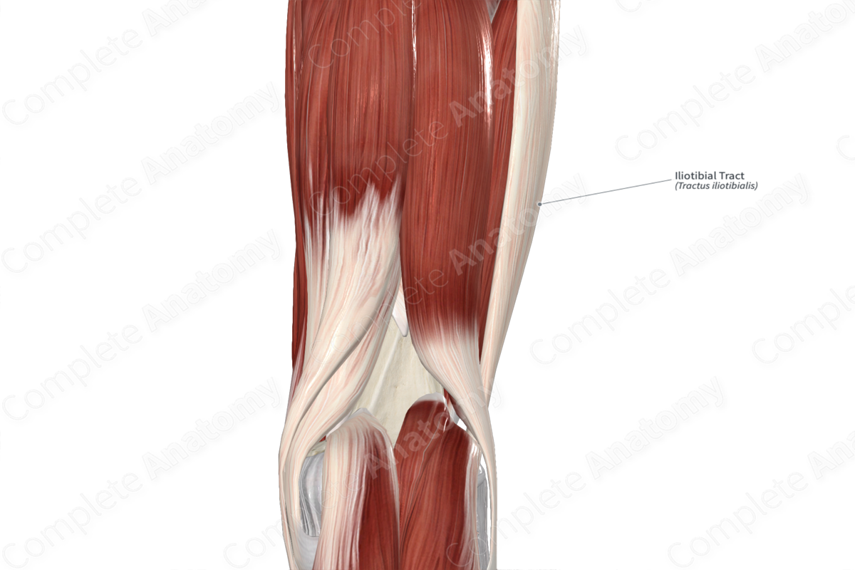 Iliotibial Tract  Complete Anatomy