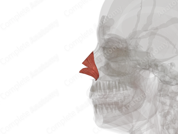 Nasalis Muscle (Left Half)