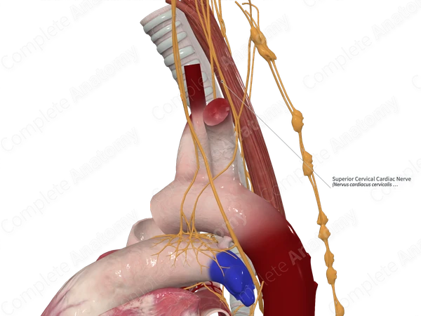 Superior Cervical Cardiac Nerve