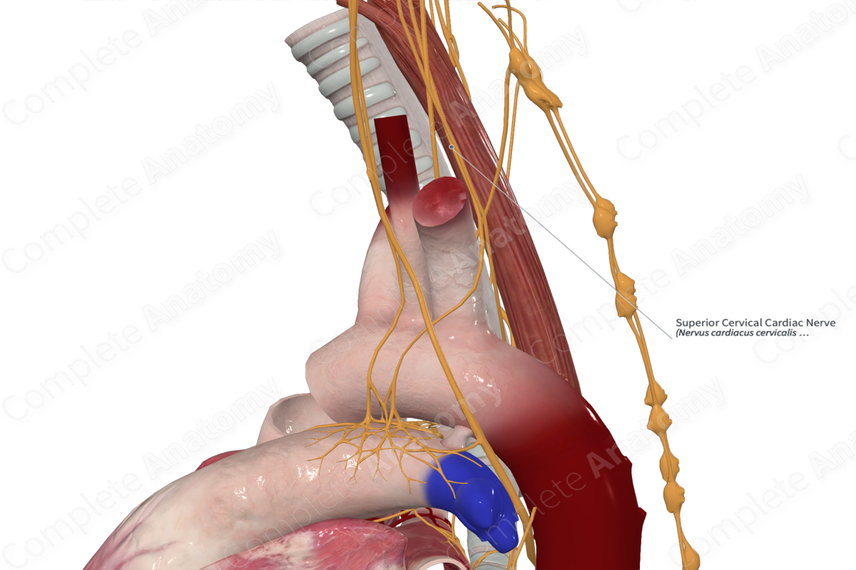 Superior Cervical Cardiac Nerve 