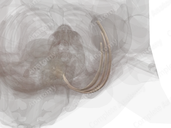 False Ribs (Left)
