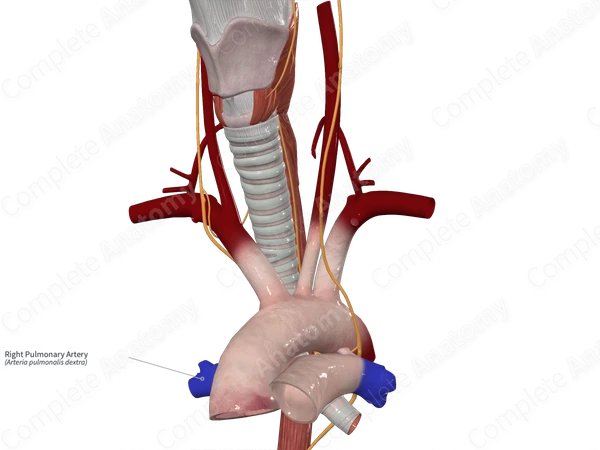 Right Pulmonary Artery