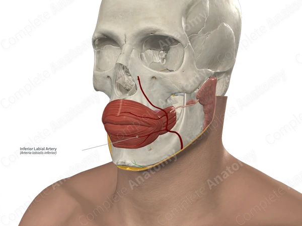 Inferior Labial Artery 